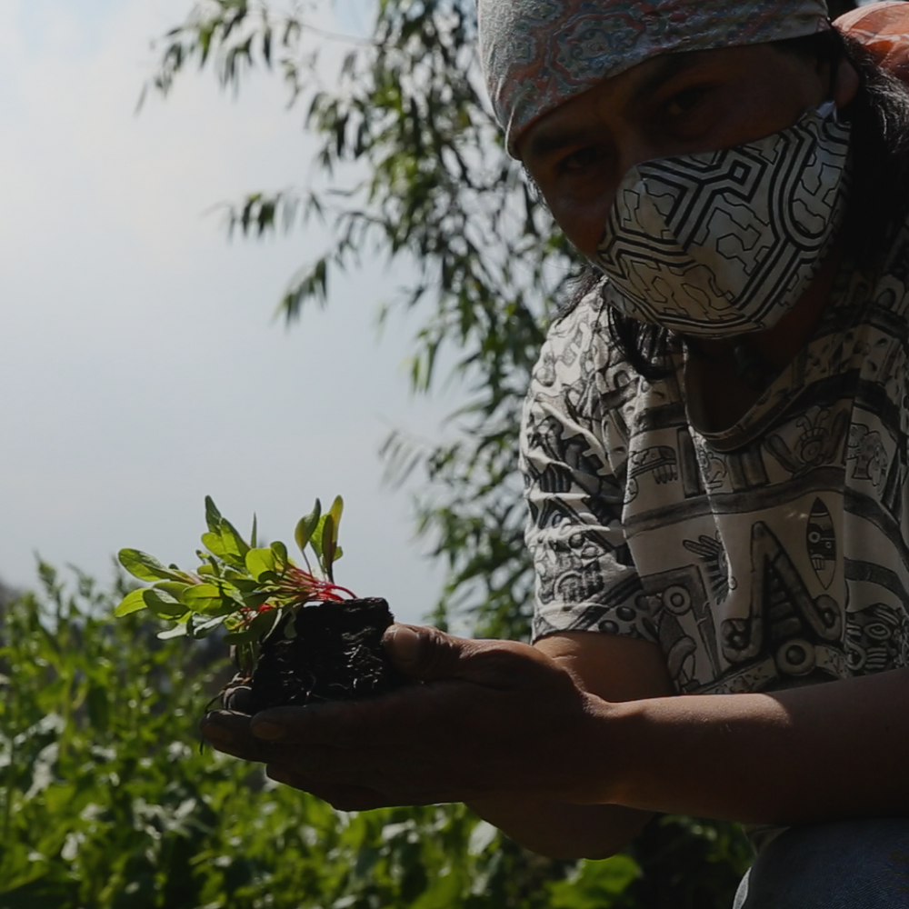This is Xochimilco: the pre-Hispanic waters that feed Mexico City